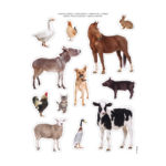 Autocollants Animaux De La Ferme 2 16619-apli-enfants